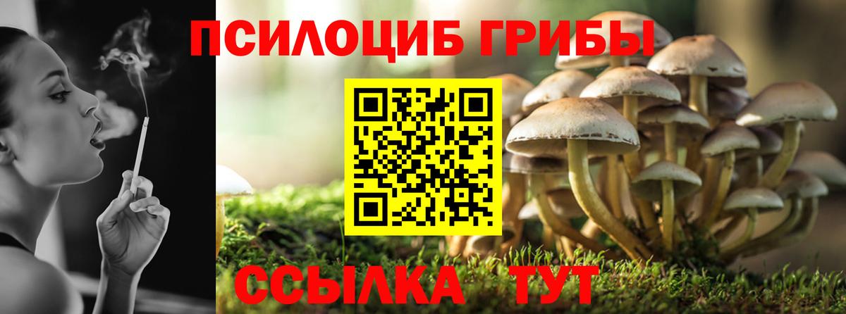 Галлюциногенные грибы Psilocybe Братск